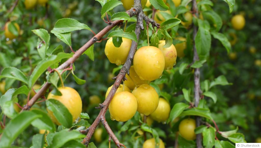 Comment planter et obtenir des prunes jaunes juteuses pour des confitures et compotes gourmandes ?