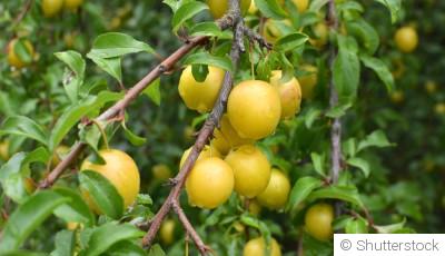 Comment planter et obtenir des prunes jaunes juteuses pour des confitures et compotes gourmandes ?