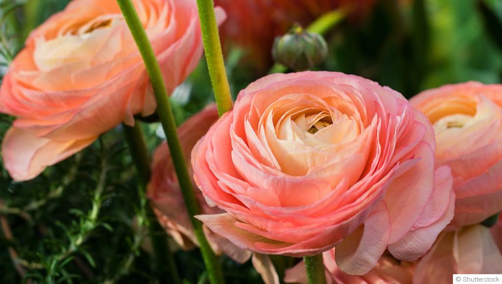 Comment planter et obtenir des renoncules aux fleurs délicates pour un parterre romantique ?