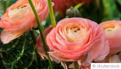 Comment planter et obtenir des renoncules aux fleurs délicates pour un parterre romantique ?