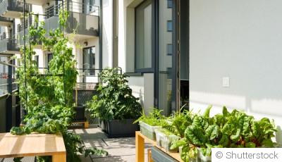 Les plantes adaptées aux balcons et terrasses ensoleillés