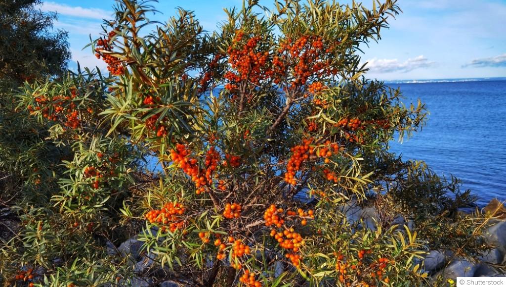 Les plantes adaptées à un jardin en bord de mer