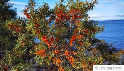 Les plantes adaptées à un jardin en bord de mer