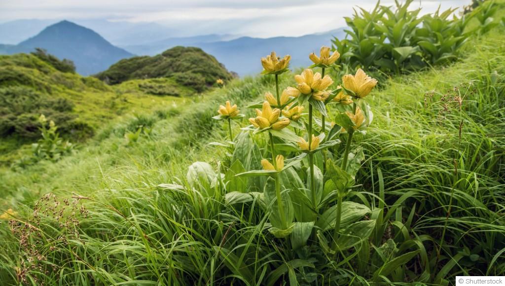 Les plantes adaptées à un jardin en altitude