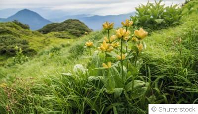 Les plantes adaptées à un jardin en altitude