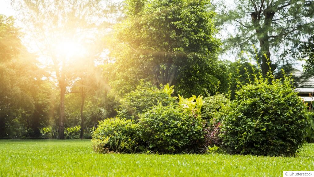 Les plantes adaptées à un jardin ensoleillé et sec