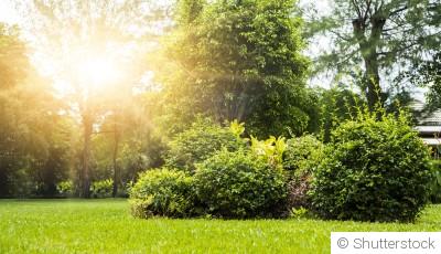 Les plantes adaptées à un jardin ensoleillé et sec