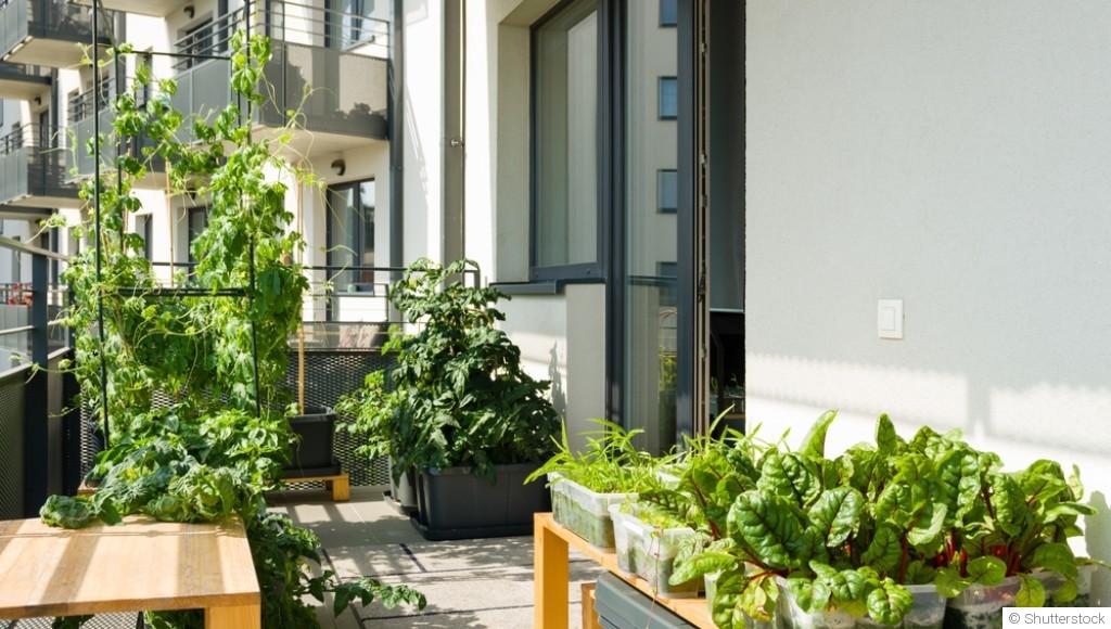 Les plantes adaptées à un balcon ou une terrasse ombragée