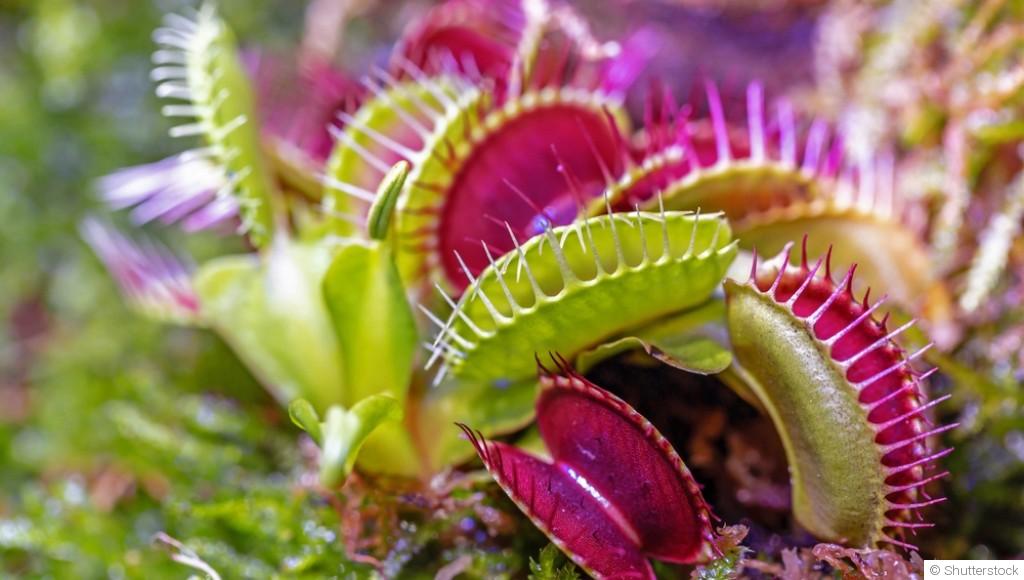 Les plantes carnivores pour un jardin insolite