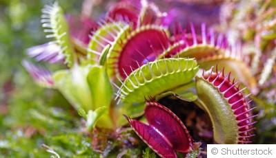 Les plantes carnivores pour un jardin insolite