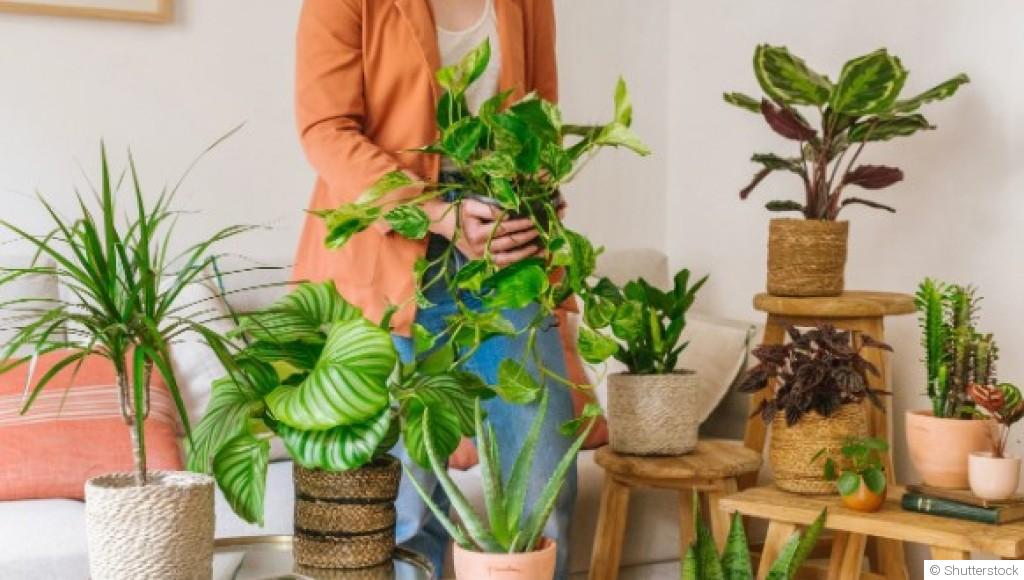 Les plantes d\'intérieur les plus faciles à entretenir
