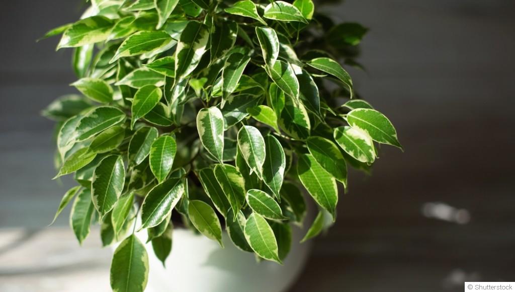 Les plantes dépolluantes pour un intérieur sain