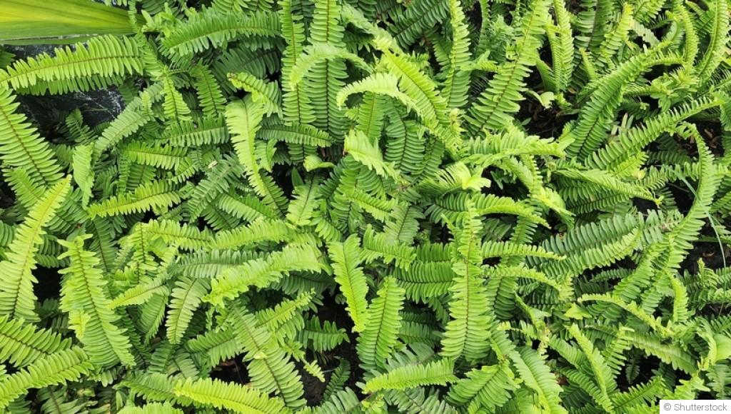 Les plantes dépolluantes pour purifier l\'air intérieur