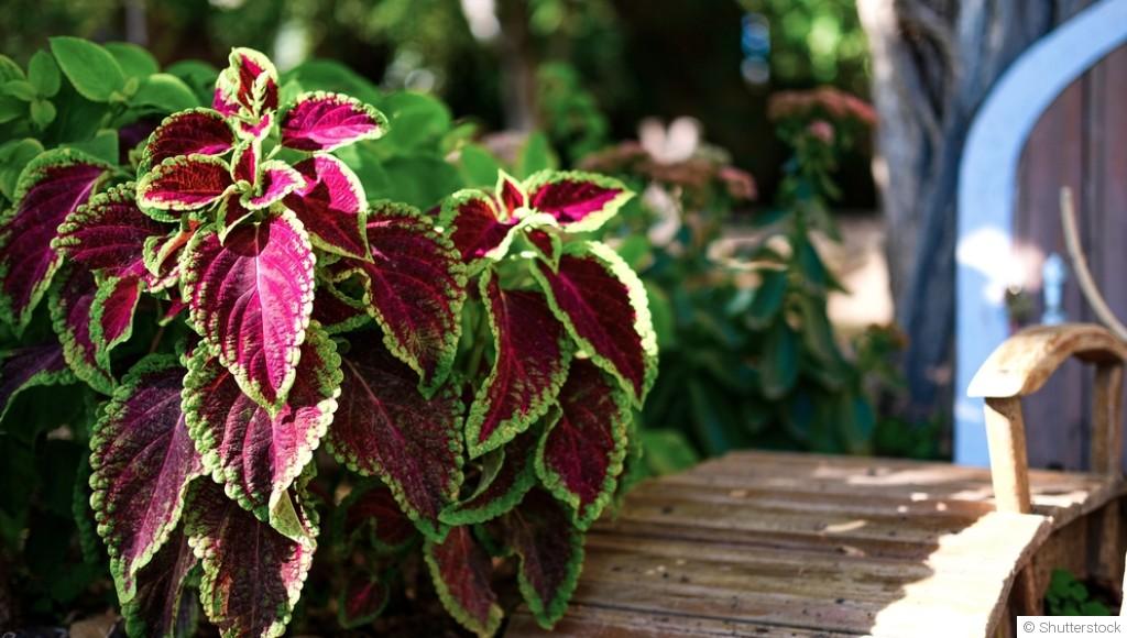 Les plantes à feuillage décoratif pour apporter de la couleur