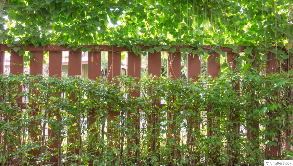 Les plantes grimpantes pour habiller une clôture en bois