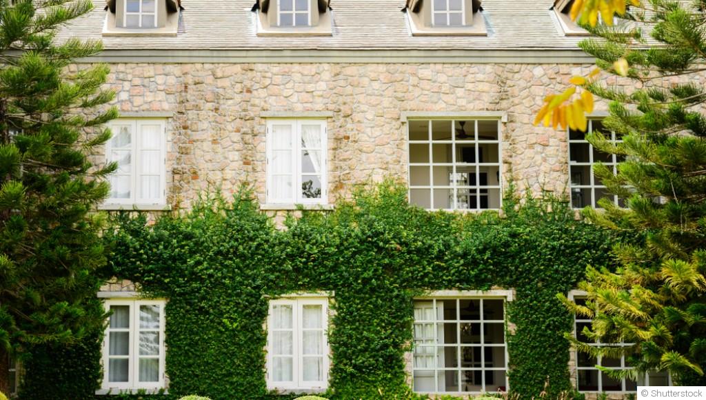 Les plantes grimpantes pour habiller une façade de maison