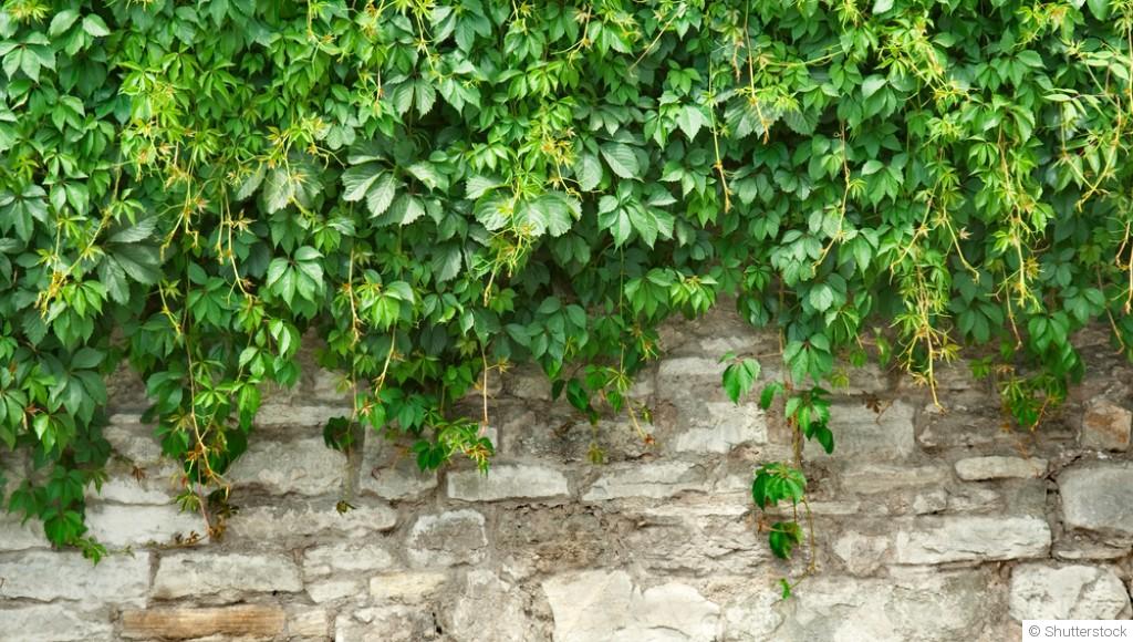 Les plantes grimpantes pour habiller un mur en pierre