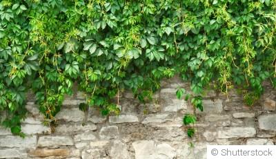 Les plantes grimpantes pour habiller un mur en pierre