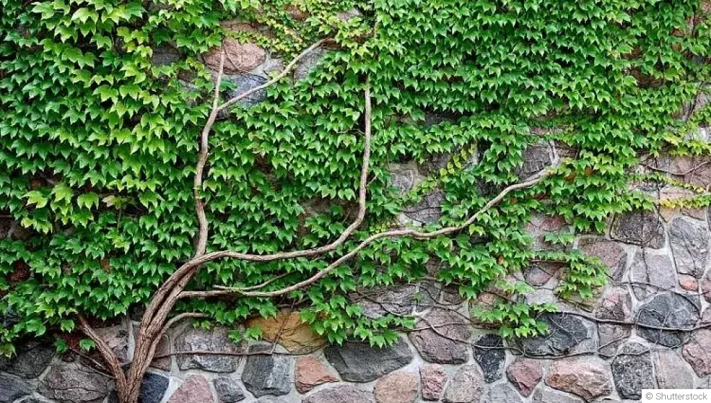 Les plantes grimpantes pour couvrir un mur ou une clôture