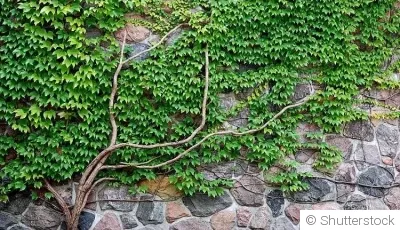 Les plantes grimpantes pour couvrir un mur ou une clôture