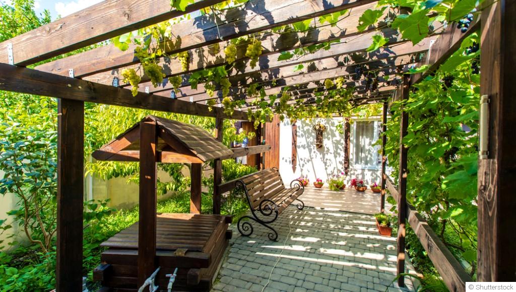 Les plantes grimpantes pour habiller une pergola