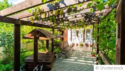 Les plantes grimpantes pour habiller une pergola