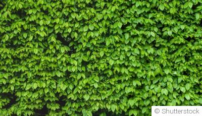Les plantes pour créer une haie naturelle et écologique