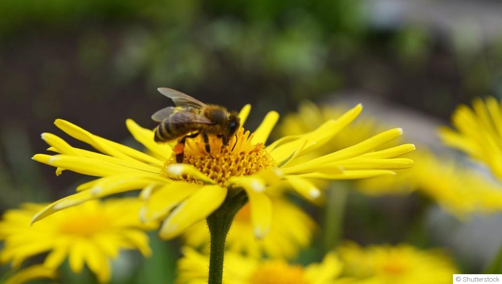 Les plantes mellifères pour attirer les abeilles dans ton jardin