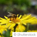 Les meilleures fleurs pour attirer abeilles et papillons au jardin