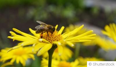 Les plantes mellifères pour attirer les abeilles dans ton jardin