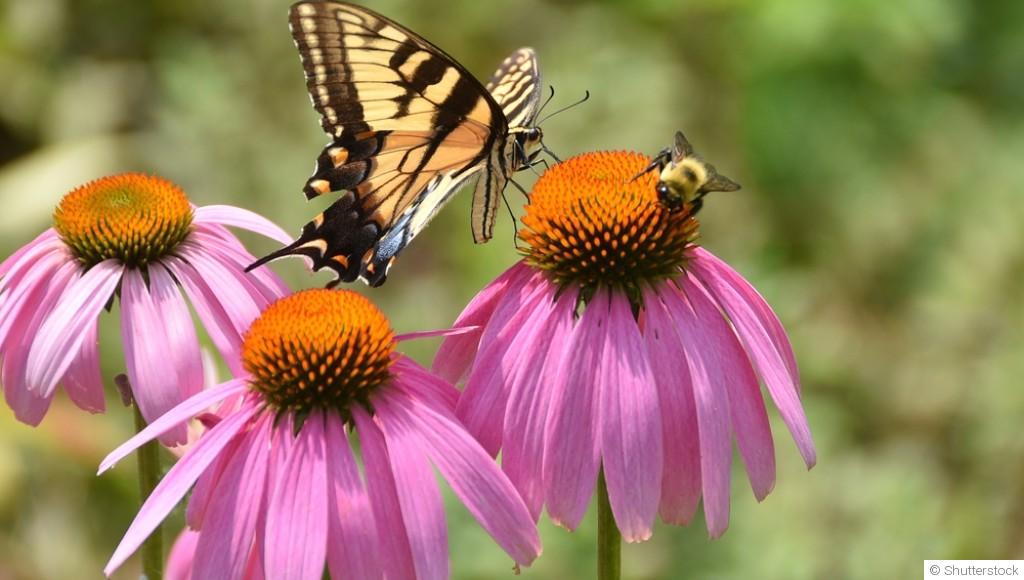 Les plantes mellifères pour attirer les papillons et les abeilles