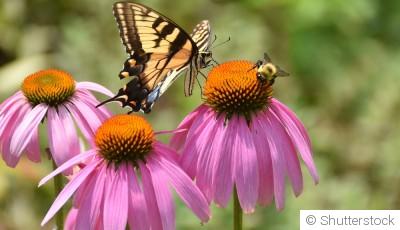 Les plantes mellifères pour attirer les papillons et les abeilles