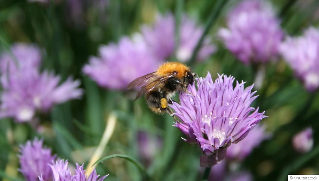 Les plantes mellifères pour attirer les pollinisateurs au printemps