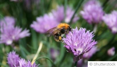 Les plantes mellifères pour attirer les pollinisateurs au printemps