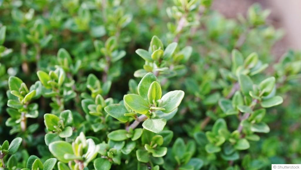 Les plantes mellifères pour un balcon fleuri