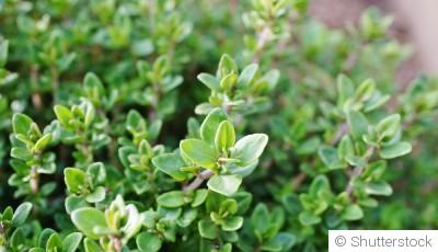 Les plantes mellifères pour un balcon fleuri
