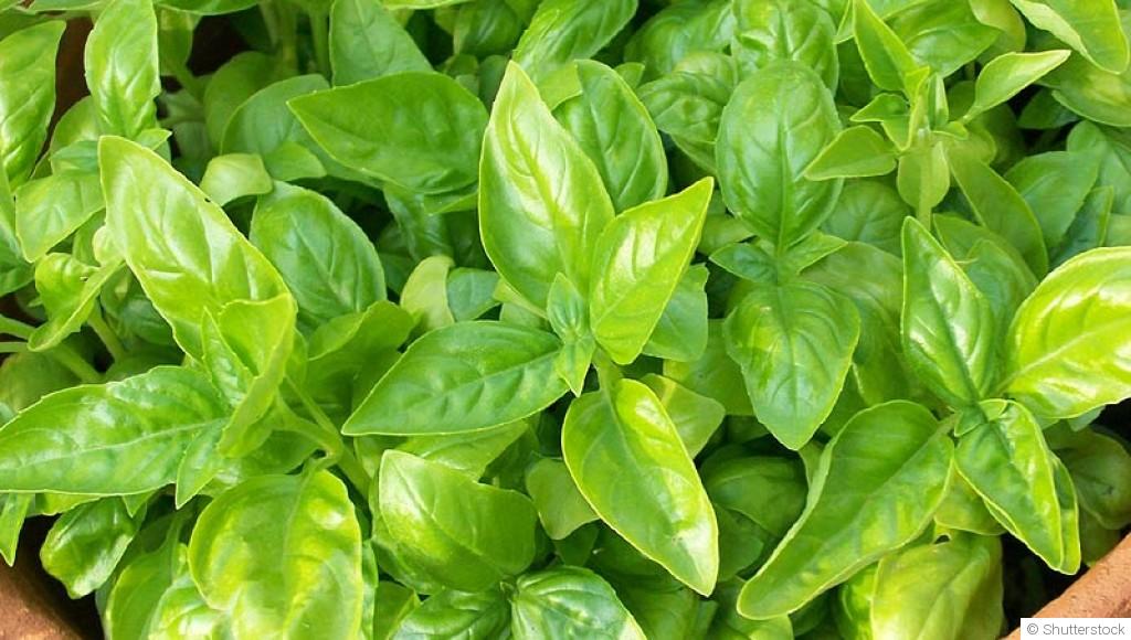 Les plantes repoussant les moustiques pour un été paisible