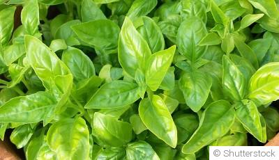 Les plantes repoussant les moustiques pour un été paisible