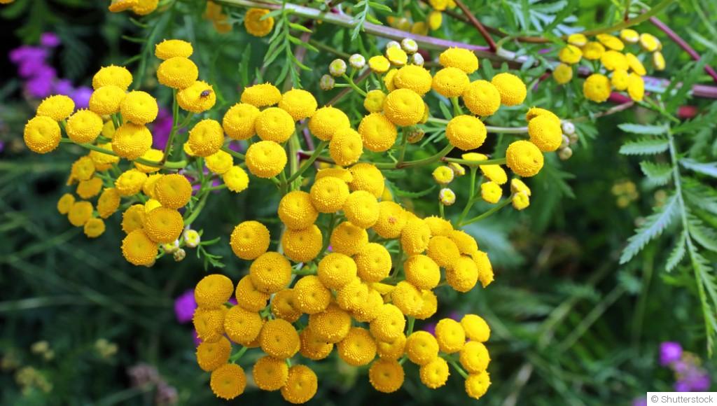 Les plantes repoussant les parasites du potager