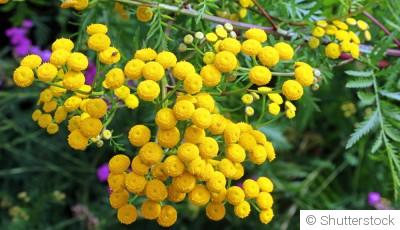 Les plantes repoussant les parasites du potager