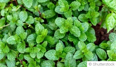 Les plantes répulsives pour éloigner les nuisibles du jardin