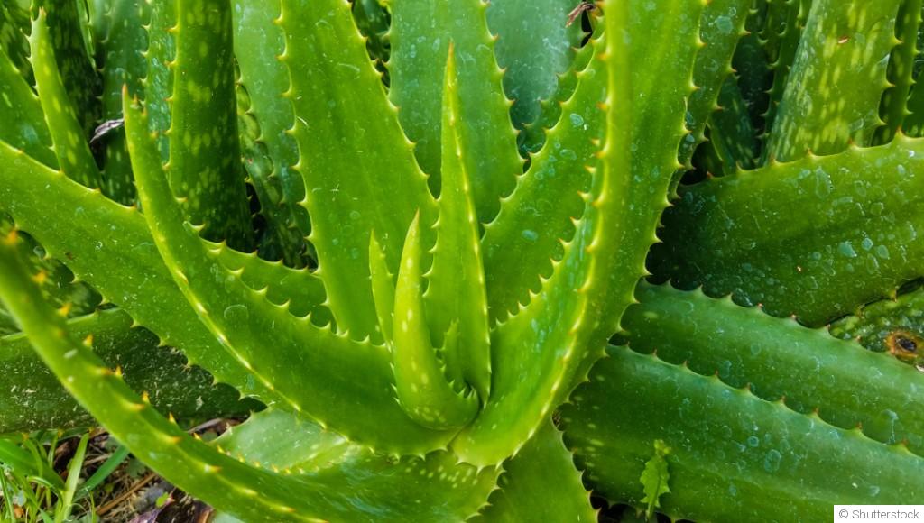 Les plantes résistantes à la sécheresse pour les climats arides