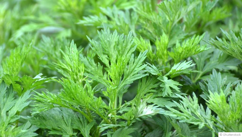 Les plantes résistantes aux conditions de sol pauvre