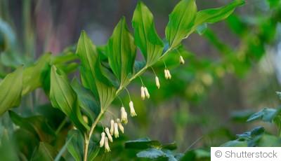 Les plantes adaptées à un jardin ombragé et humide