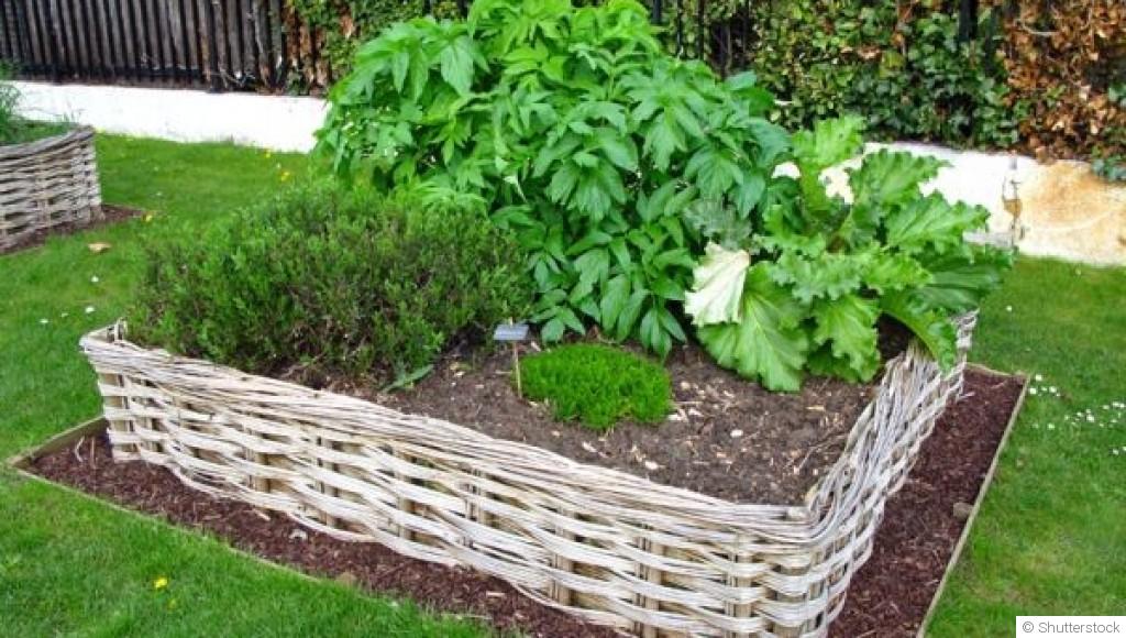 Comment faire un potager en lasagnes pour un sol fertile ?