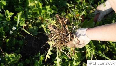 Comment prévenir et éliminer les mauvaises herbes au jardin ?