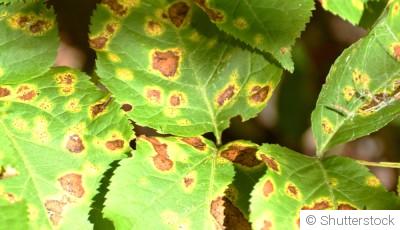 Comment prévenir les maladies des plantes au jardin ?
