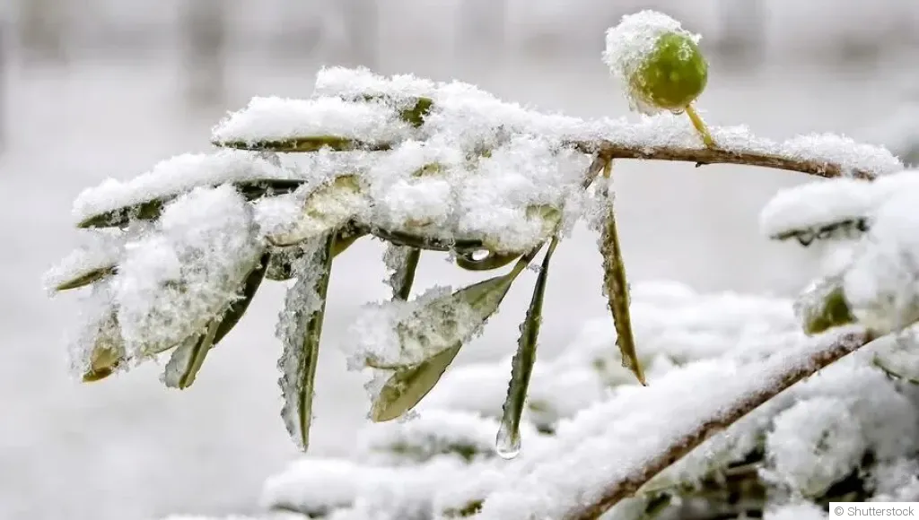 Comment protéger tes plantes du gel en hiver ?