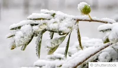 Comment protéger tes plantes du gel en hiver ?