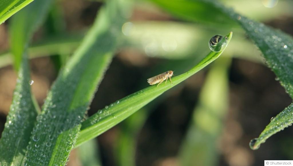 Comment protéger tes plantes des insectes nuisibles ?